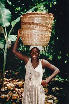 Na plantacji kakao
