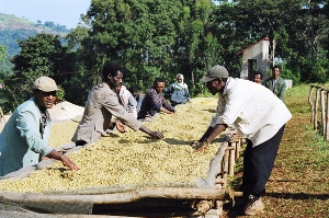 Sortowanie kawy w spdzielni OROMIA. Foto: Equalexchange.