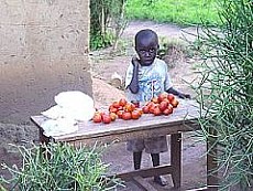 Dziecko z Rwandy sprzedaje pomidory