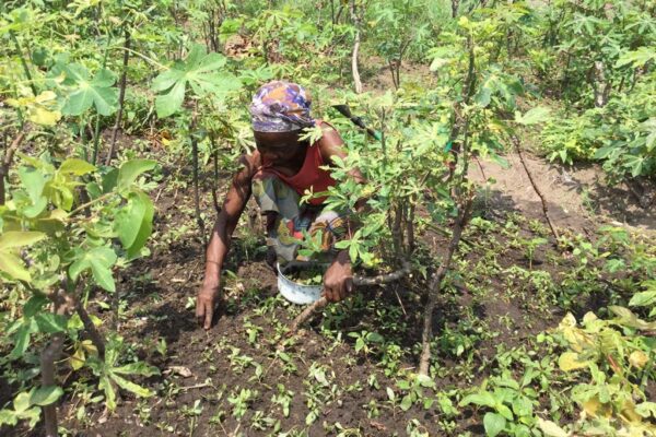 Przygotowanie pola pod uprawę, zasiew i zbiór plonów Lubumbashi Ruch Maitri Adopcja Serca 01