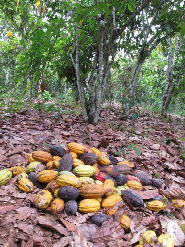 Zakup sadzonek dla plantacji kakao w misji Minkama w Kamerunie