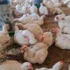 Budowa kurnika i założenie hodowli kurczaków dla sierocińca AFEOA w Lubumbashi 01 pomoc ubogim pomoc Afryce Adopcja Serca jałmużna Adopcja Duchowa DR Kongo 02
